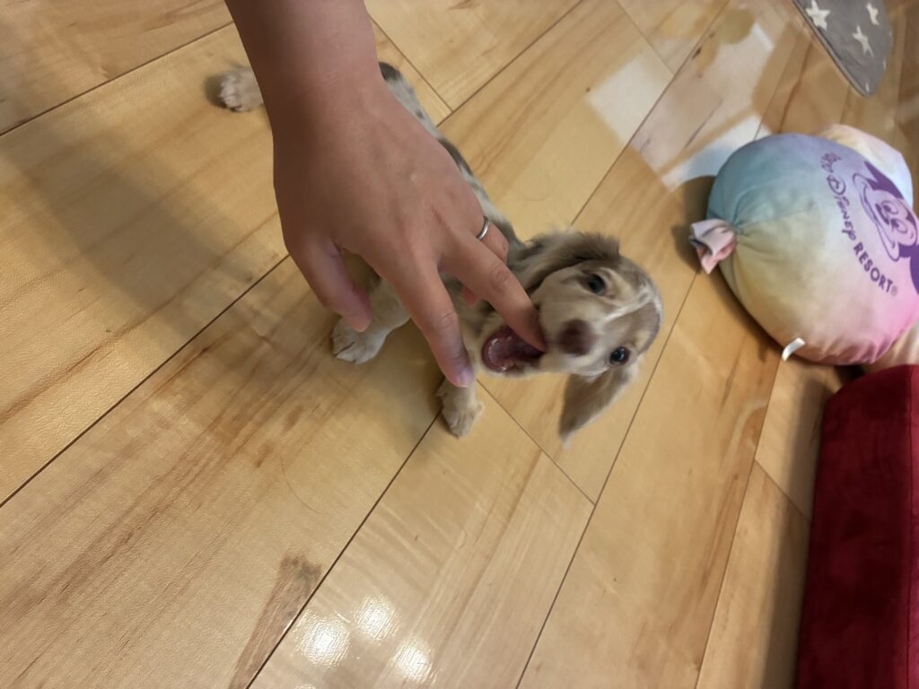 指をかむいたずらっ子なミニチュアダックスの子犬ミルム