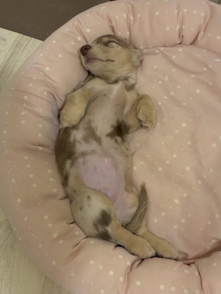 仰向けになって無防備な姿で眠る子犬ミルム