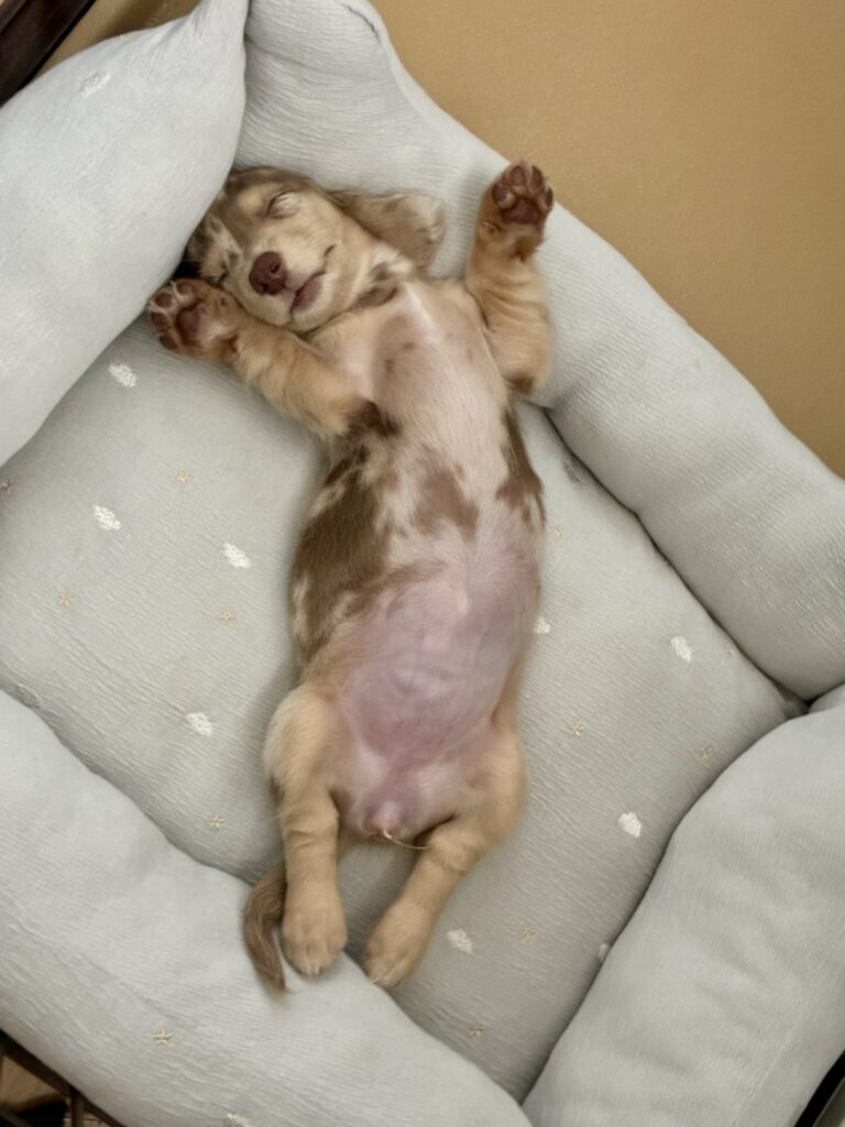 仰向けになって万歳して無防備な姿で眠る子犬ミルム