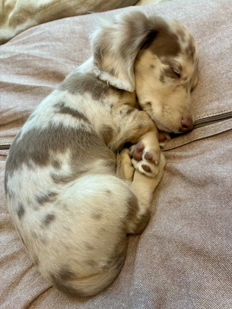 遊び疲れて気持ちよさそうに丸まって眠るミニチュアダックスの子犬ミルム