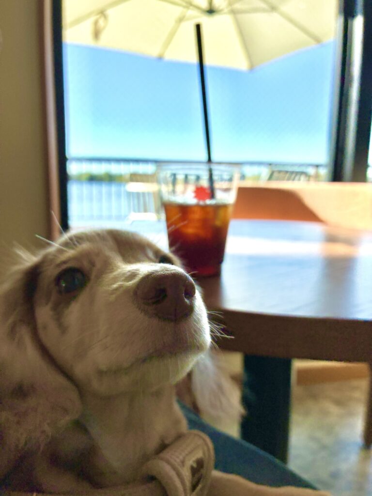 越谷レイクタウンのknows coffee店内から望む水辺の景色とミルム