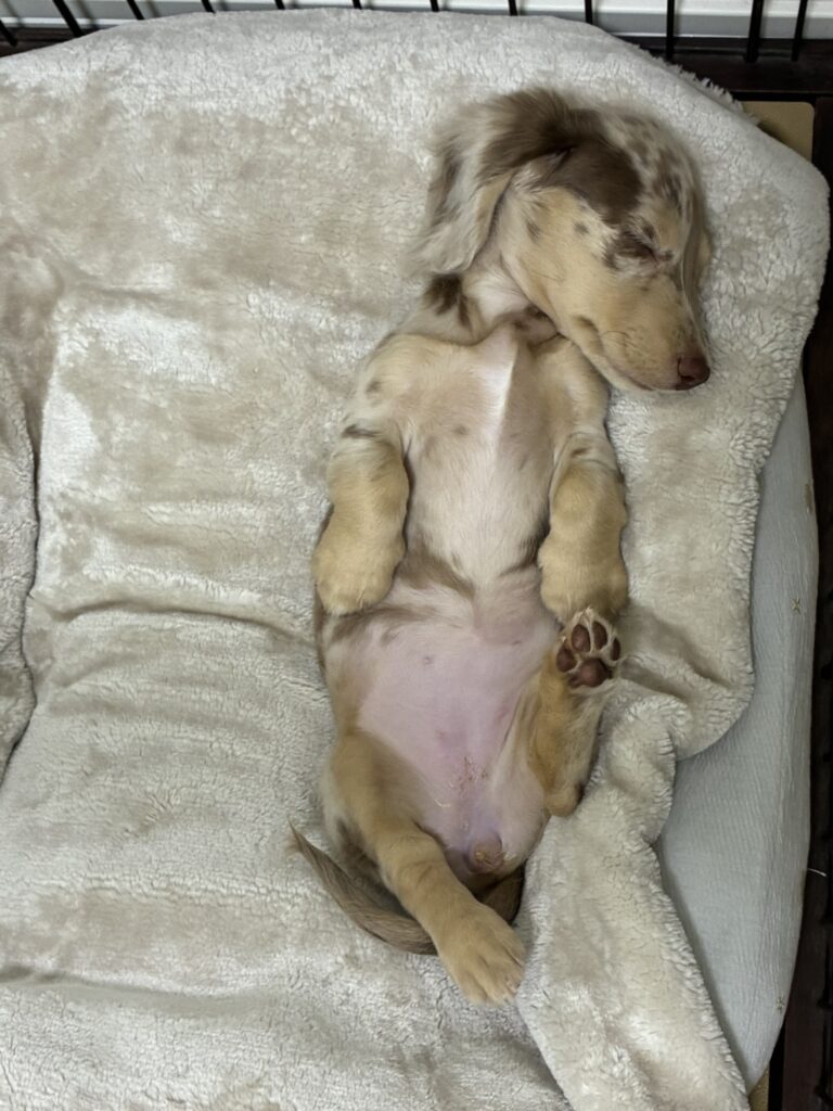 仰向けになって左後ろ脚だけをあげている無防備な姿で眠る子犬ミルム