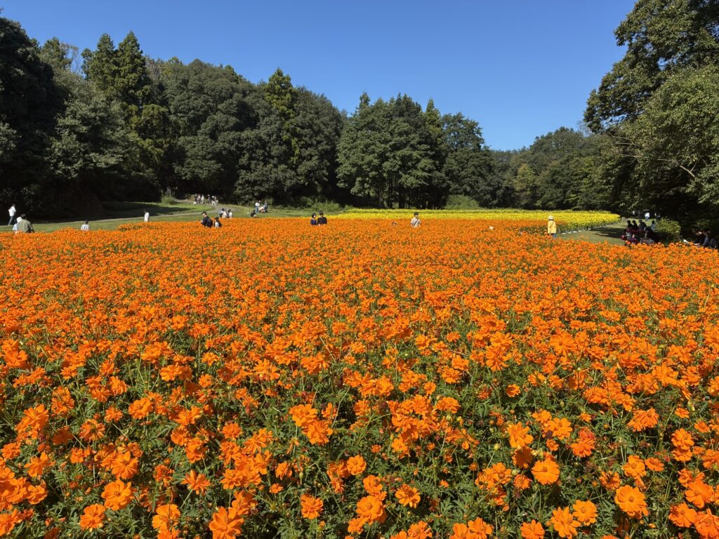 国営武蔵丘陵森林公園で咲くオレンジ色と黄色のキバナコスモス