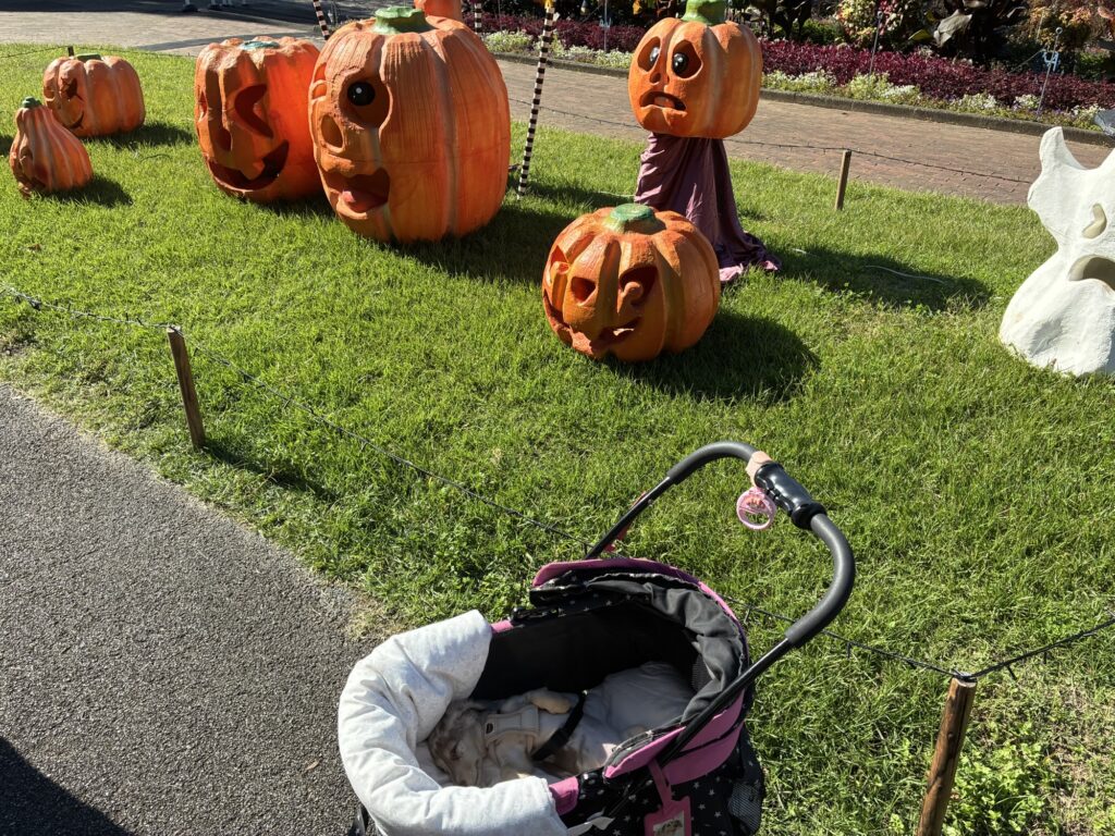 国営武蔵丘陵森林公園に飾られたハロウィンの装飾とミルム