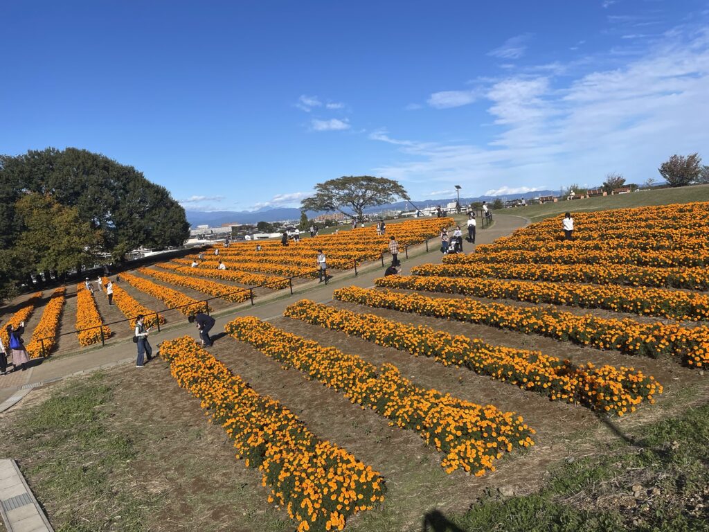 前年に撮影したマリーゴールドの丘公園の満開の花畑