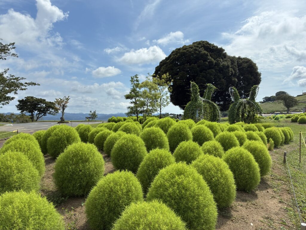 マザー牧場の園内に並ぶ鮮やかな緑色のコキア