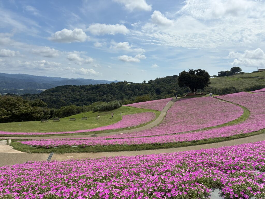 青空の下に一面に咲くマザー牧場のピンク色の桃色吐息（ペチュニア）
