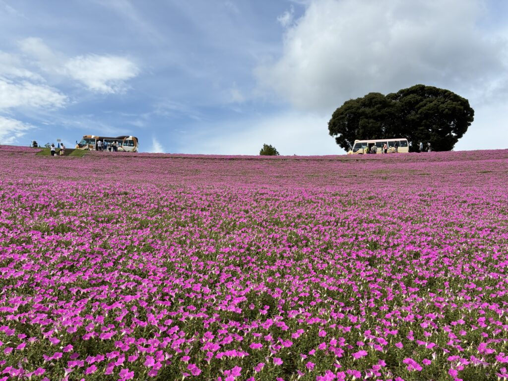 斜面一面に広がるマザー牧場の桃色吐息とお花畑の向こうを走る園内バス