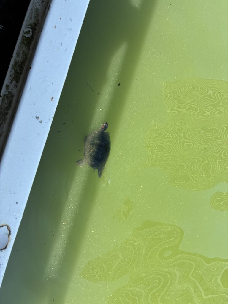 CANAL CAFEの水辺を泳ぐ亀