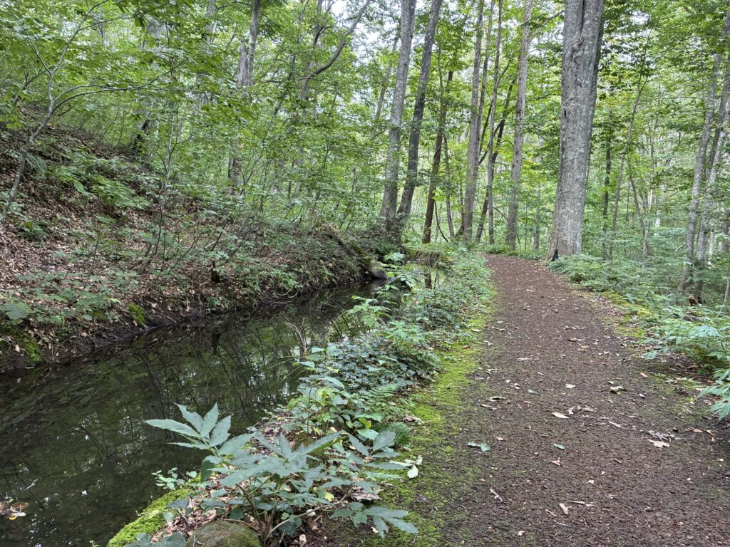 蔦温泉から蔦沼へ向かう緑に囲まれた散策路