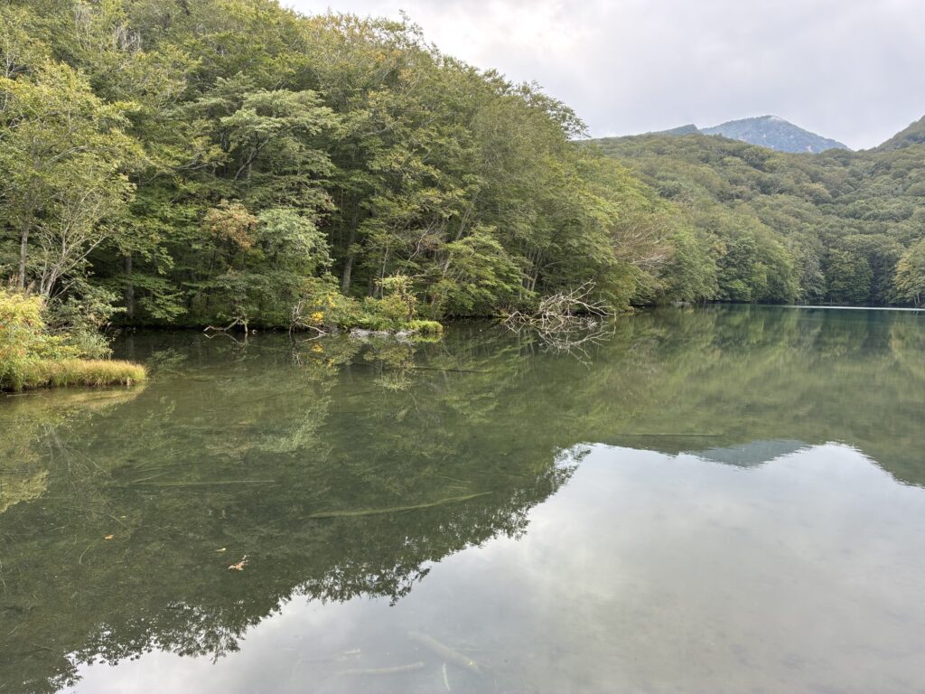 夏の蔦沼と湖面に映る緑の山々